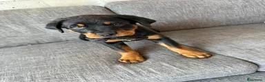 Rottweiler Puppy 1