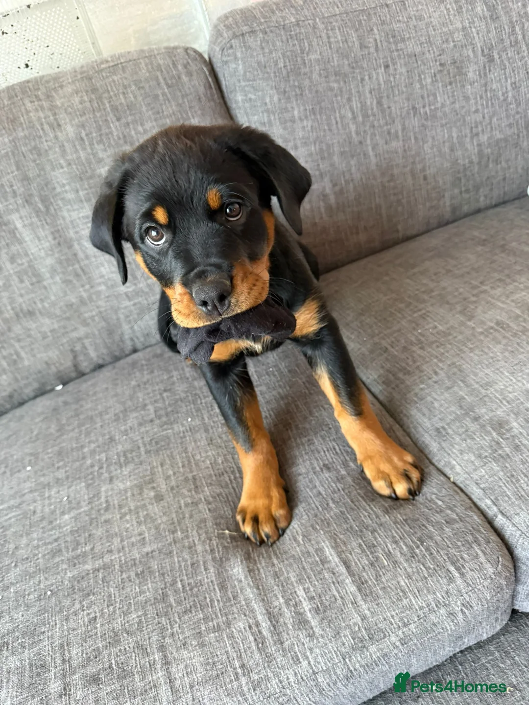 Rottweiler dogs for sale: One Rottweiler puppy available (female) - Advert 13