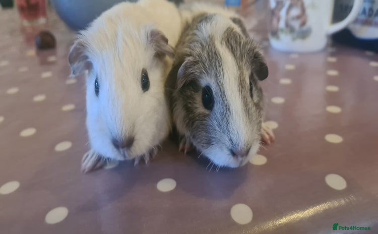 Guinea Pig rodents - Advert 3