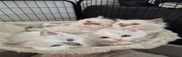 Ragdoll cats for sale: Beautiful Pedigree Ragdoll girl Mitted  - Advert 2