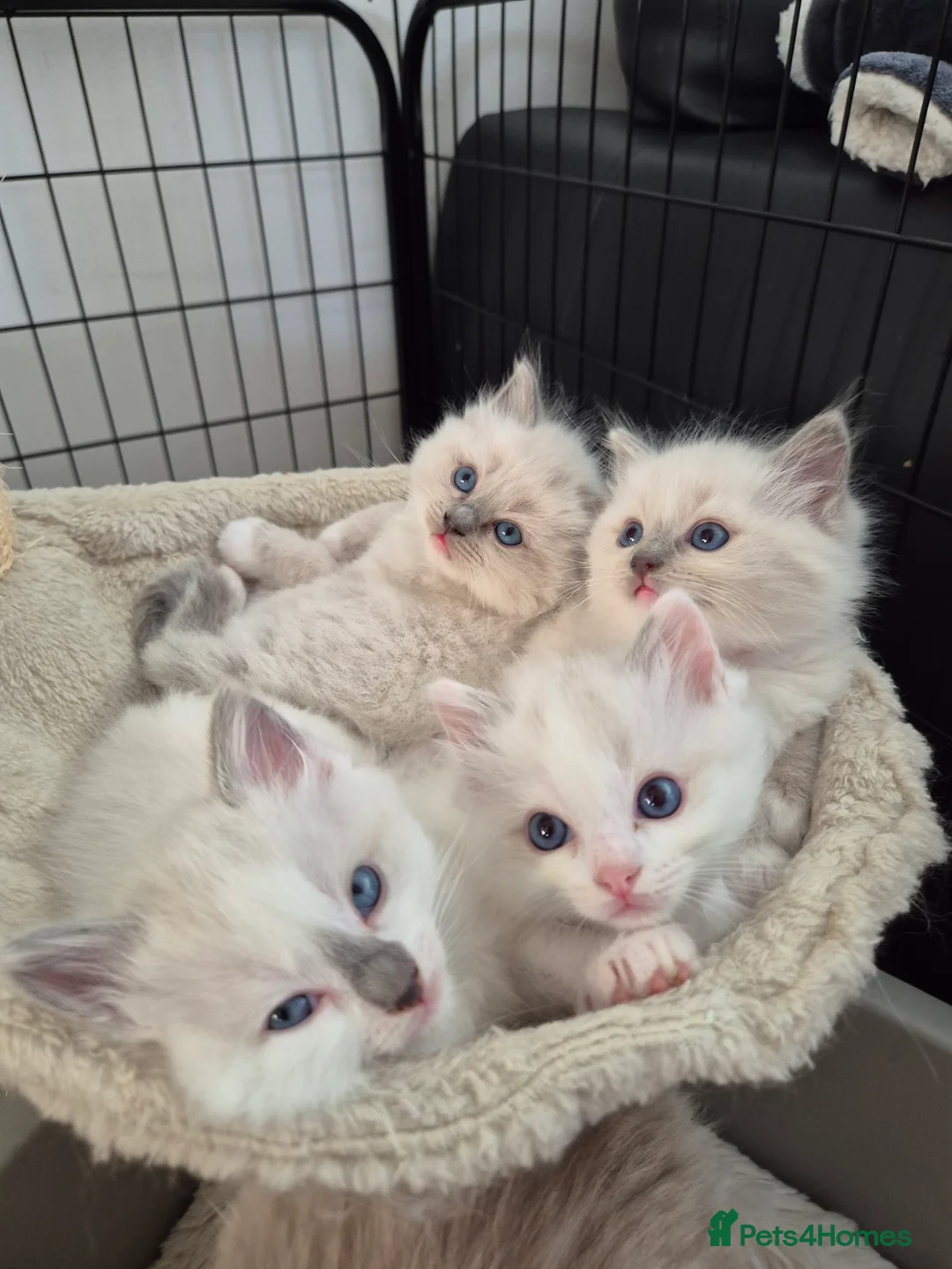 Ragdoll cats for sale: Beautiful Pedigree Ragdoll girl Mitted  - Advert 2