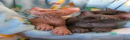 Sphynx cats for sale: ✨ Exceptional Sphynx Kittens Available ✨ - Advert 23