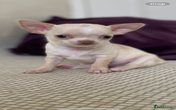 Chihuahua dogs for sale: ❤️Health tested tiny Chihuahua puppies❤️ - Image 10