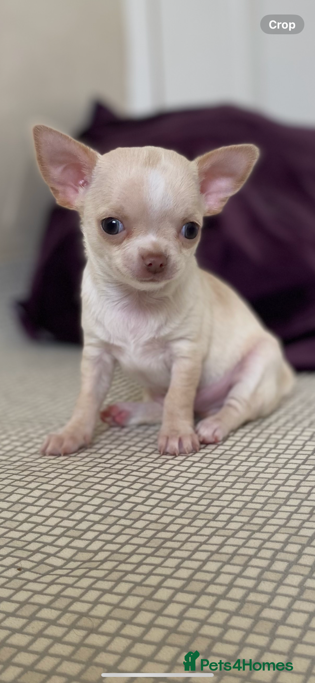 Chihuahua dogs for sale: ❤️Health tested tiny Chihuahua puppies❤️ - Image 10