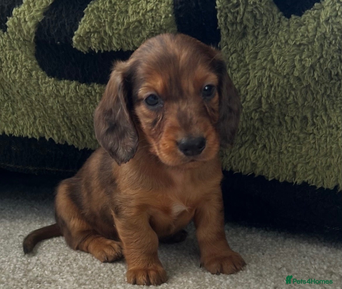 Dachshund dogs Longhaired Dappled KC reg Standard Dachshund  - Advert 2