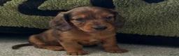 Dachshund dogs for sale: Longhaired Dappled KC reg Standard Dachshund  - Advert 1