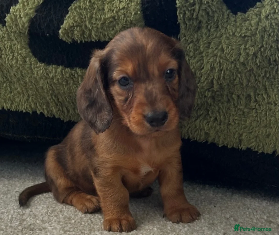 Dachshund dogs for sale: Longhaired Dappled KC reg Standard Dachshund  - Advert 1
