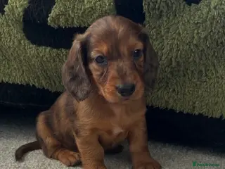 Dachshund dogs Longhaired Dappled KC reg Standard Dachshund - Advert 1
