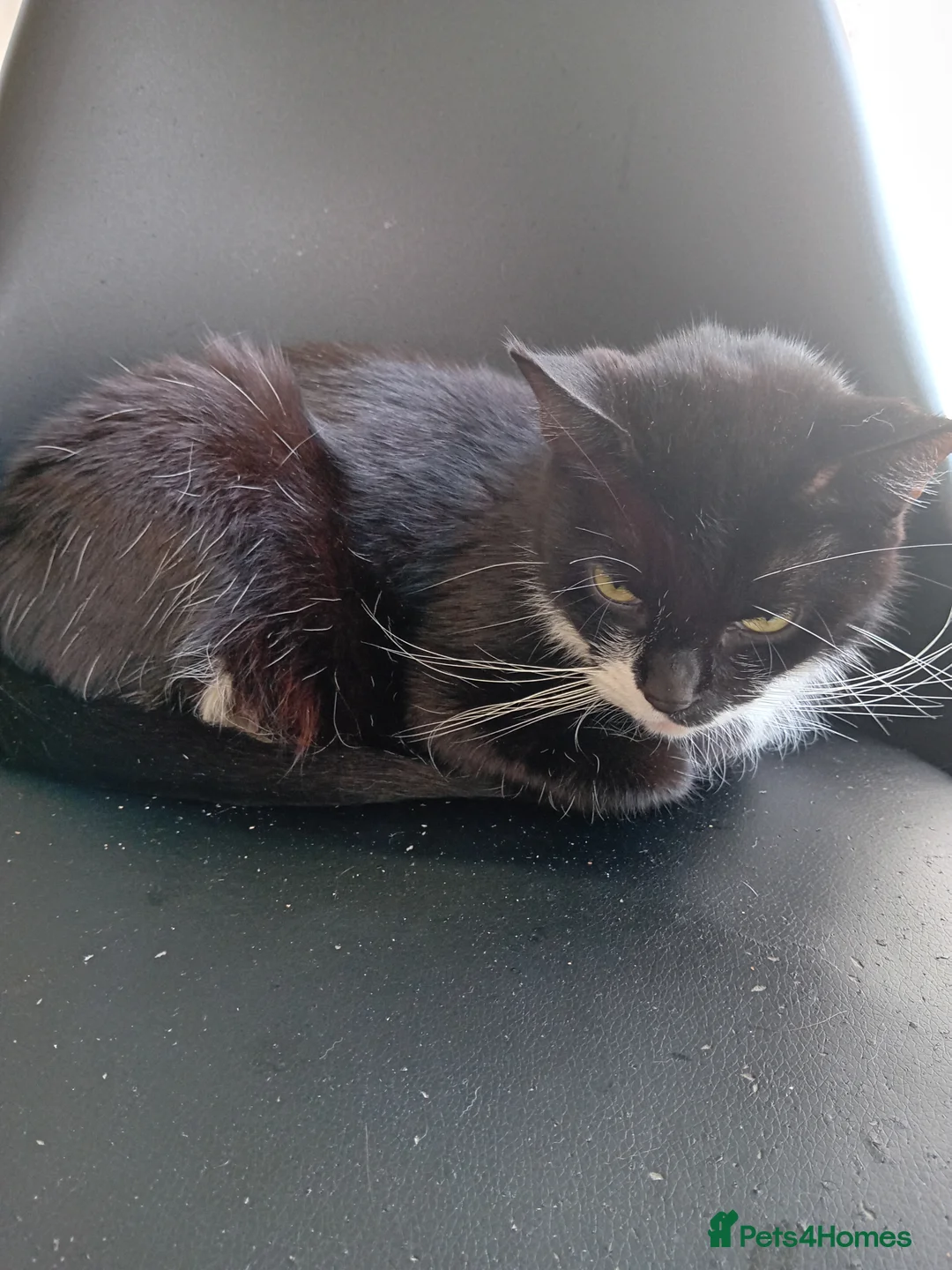 Mixed Breed cats for sale: 2 male tuxedo kittens in Brighton - Advert 6