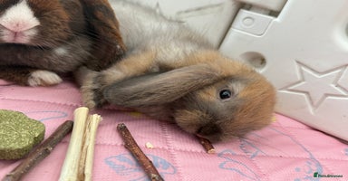 Mini Lop rabbits - Advert 5