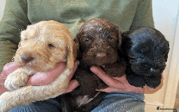 Cockapoo dogs for sale: cockapoo F1 - Image 20
