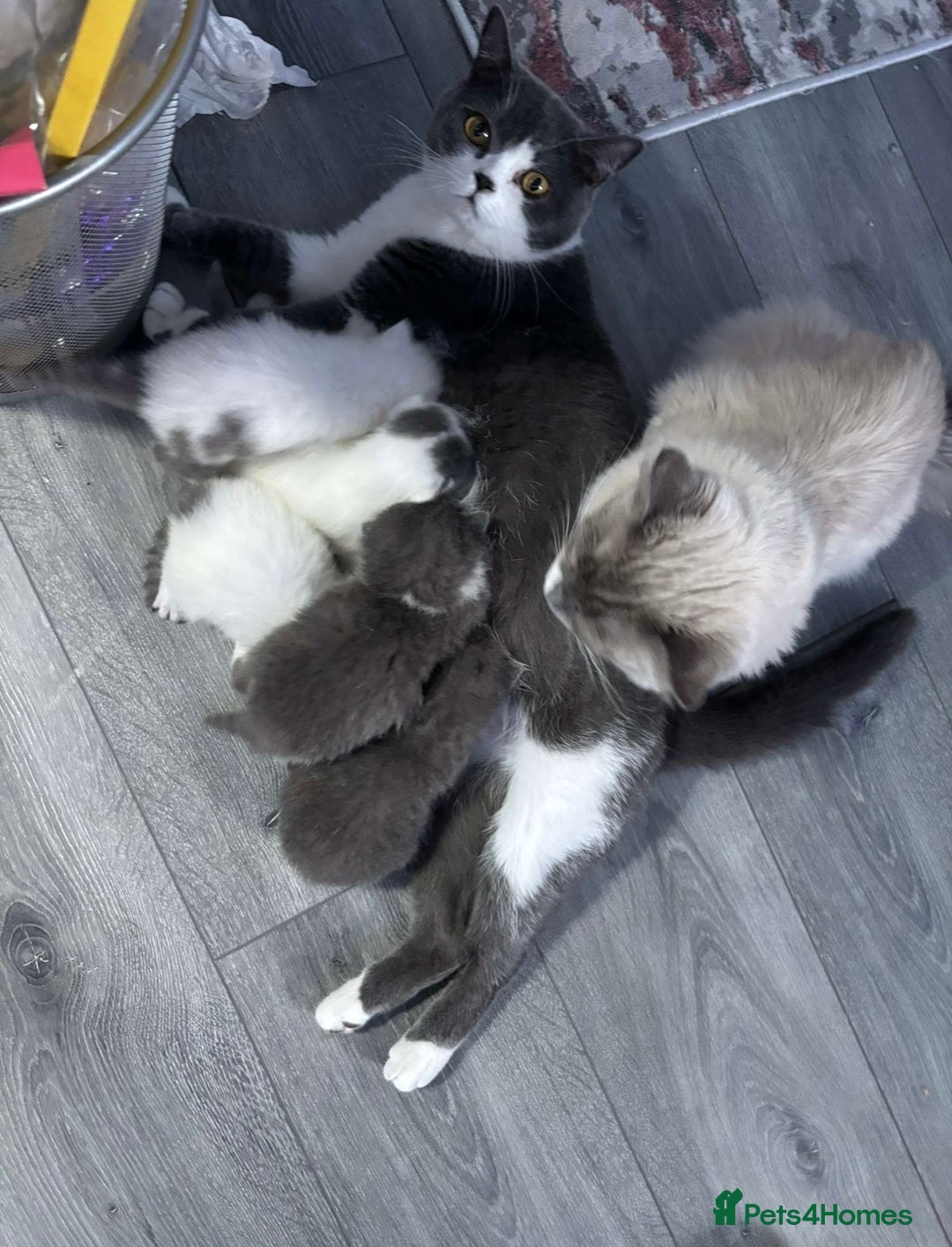 British Shorthair cats for sale: Meet stitch!  - Image 3