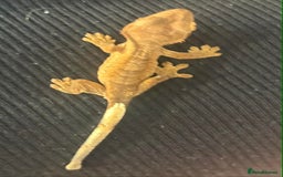 Gecko reptiles for sale: Baby Crested Geckos - Advert 5