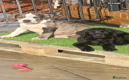 Labradoodle dogs for sale: F1 labradoodles  - Image 9