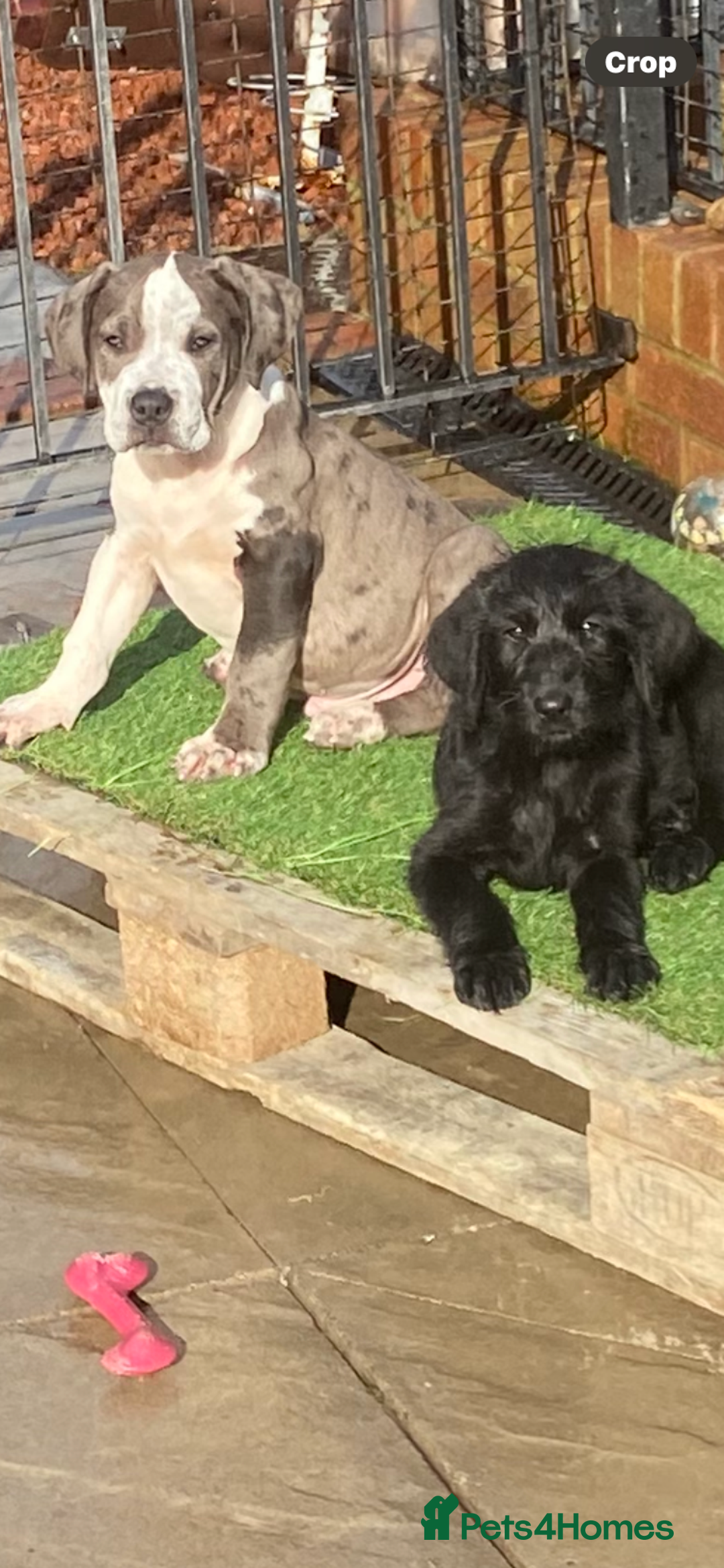 Labradoodle dogs for sale: F1 labradoodles  - Image 9