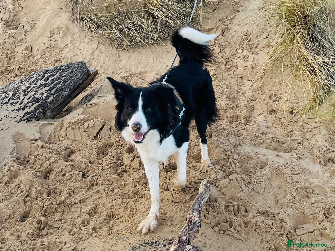 Border Collie dogs for stud: 🐾 Handsome Purebred Border Collie Stud 🐾 - Advert 15