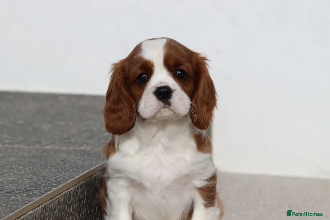 Cavalier King Charles Spaniel dogs for sale: Cavalier King Charles Spaniel puppy  - Advert 11