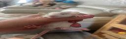 Rat rodents for sale: Baby dumbo rats  in Grantham - Advert 6