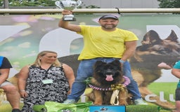 German Shepherd dogs for stud: WORLD FAMOUS STUD ARRIVED IN THE UK - Image 1