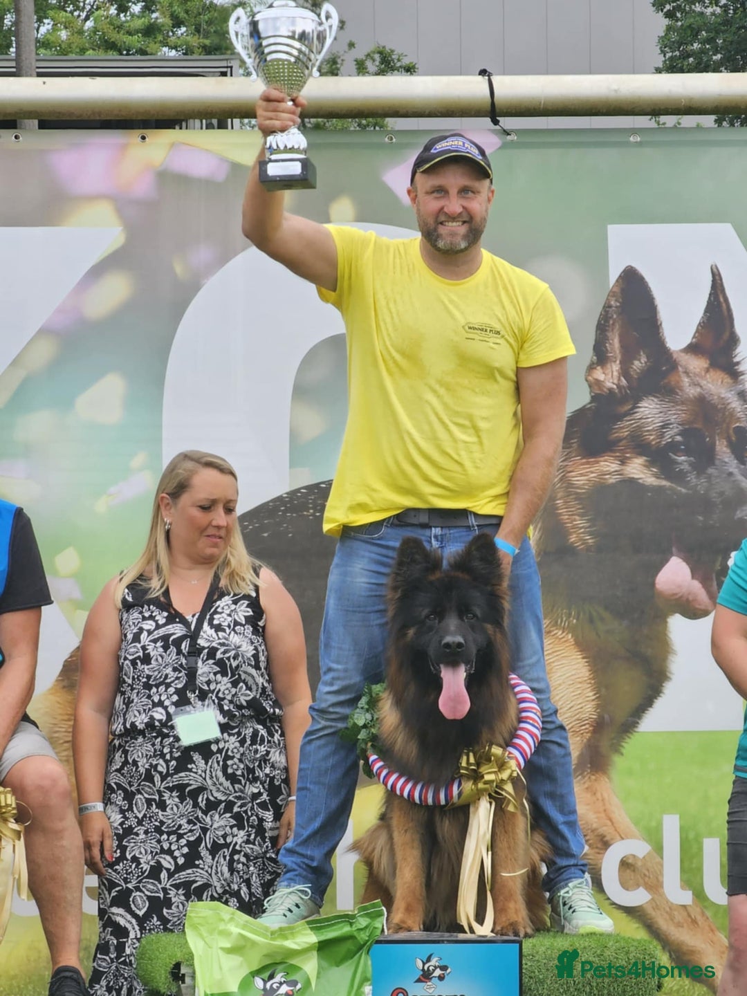German Shepherd dogs for stud: WORLD FAMOUS STUD ARRIVED IN THE UK - Image 1