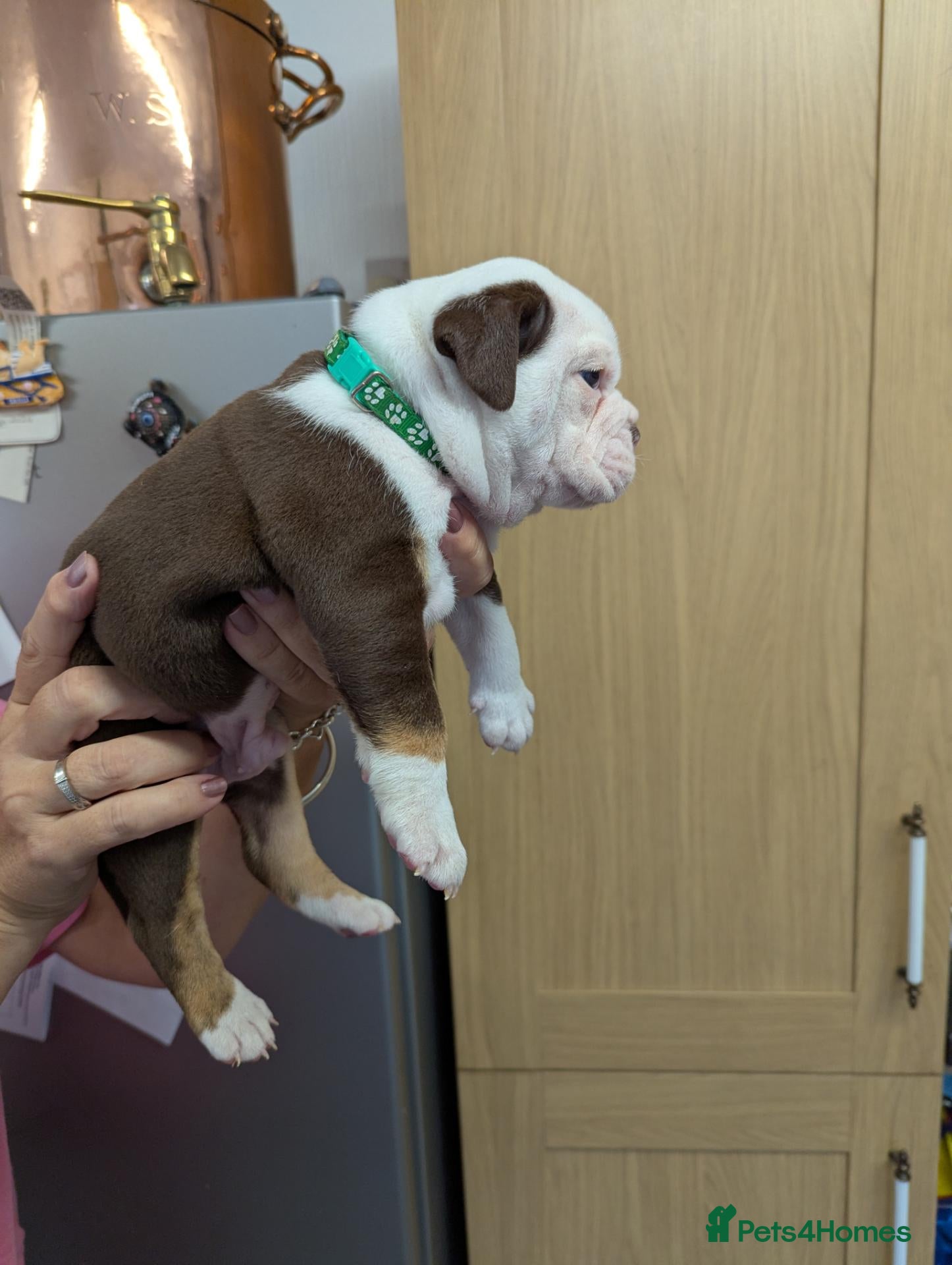 Olde English Bulldogge dogs Old English bulldog  - Advert 5