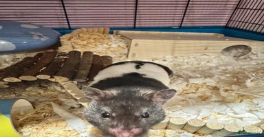 Hamster rodents - Advert 4