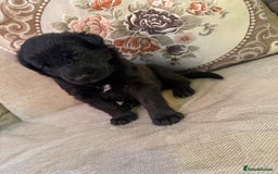 Mixed Breed dogs for sale: Beautiful Labrador x shepherd puppies - Image 4