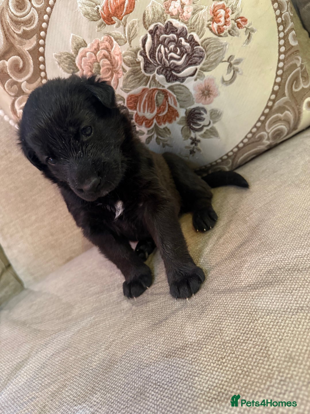 Mixed Breed dogs for sale: Beautiful Labrador x shepherd puppies - Image 4