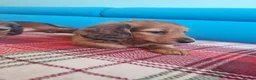 Miniature Dachshund dogs for sale: Gorgeous Miniature Dachshund Puppies in York - Advert 5