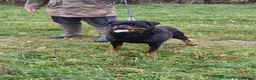 Rottweiler dogs for sale: 🩷 beautiful Happy Rottweiler Puppis 🩶 - Advert 4
