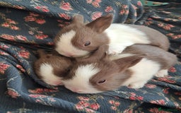 Dutch rabbits for sale: Pair of female baby Dutch rabbits for sale - Image 6