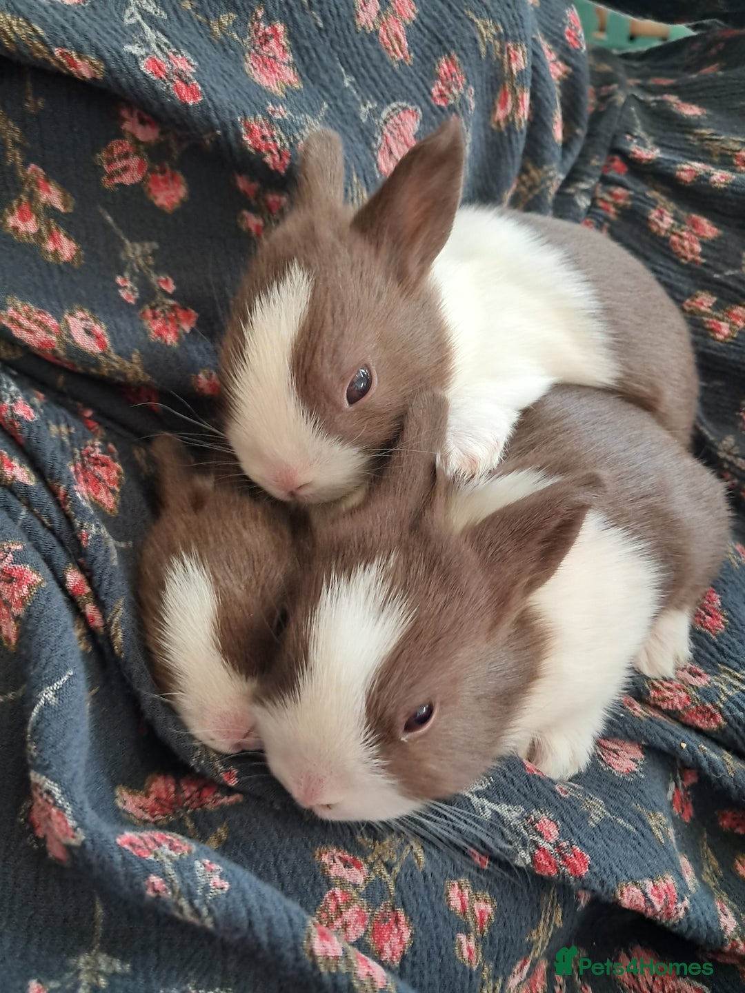 Dutch rabbits for sale: Pair of female baby Dutch rabbits for sale - Image 6