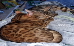 Bengal cats for sale: Female Bengal - Image 2