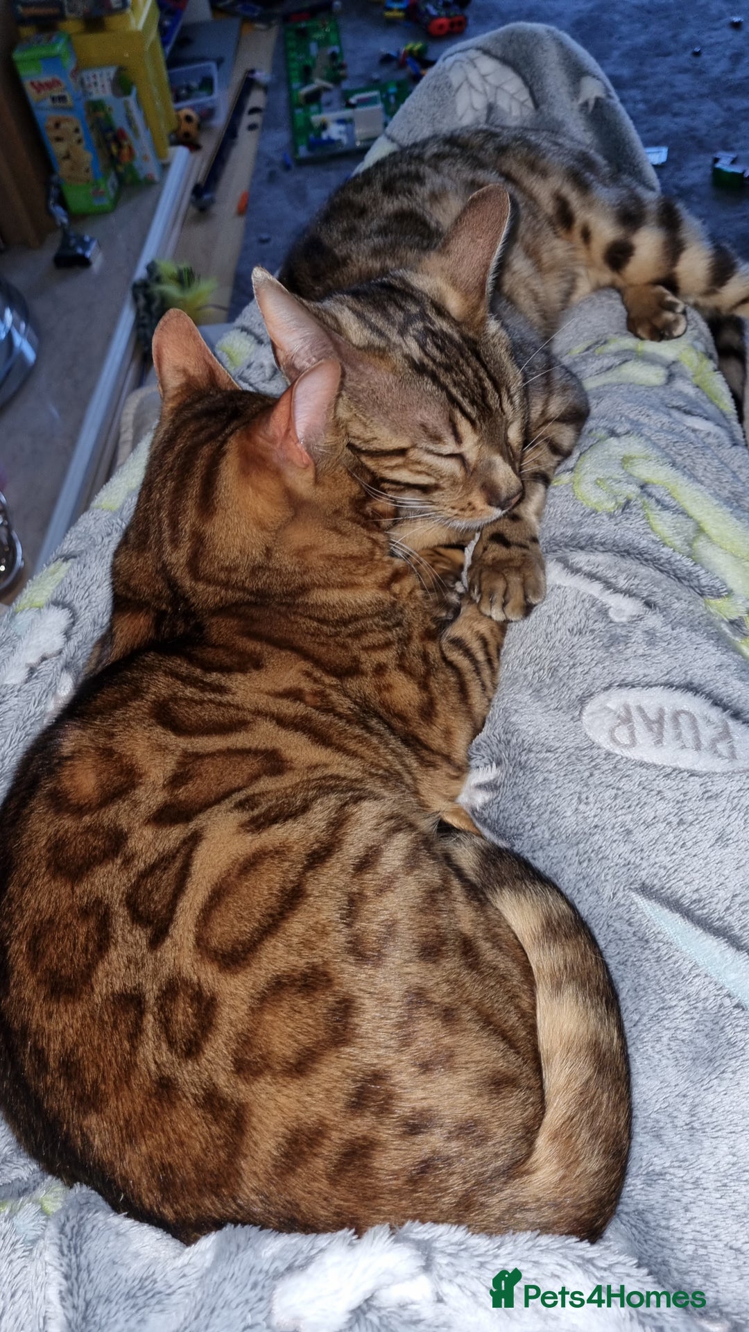 Bengal cats for sale: Female Bengal - Image 2