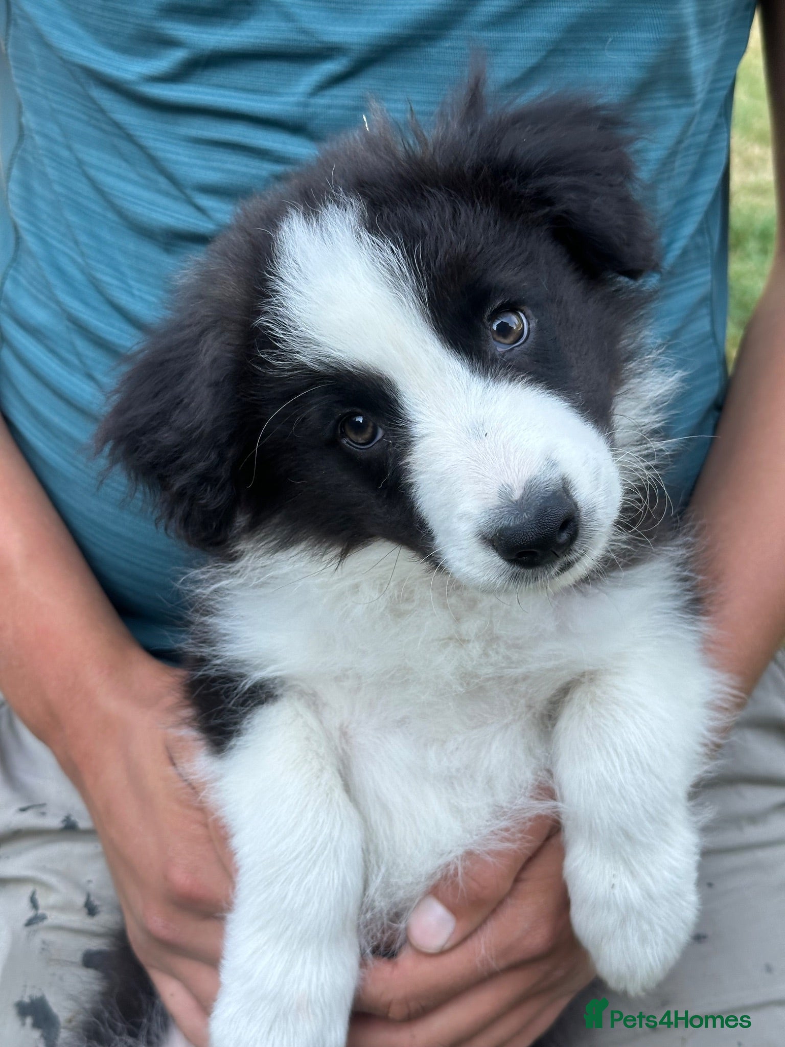 Border Collie dogs Stunning border collie pups  - Advert 1