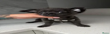 Chihuahua 3