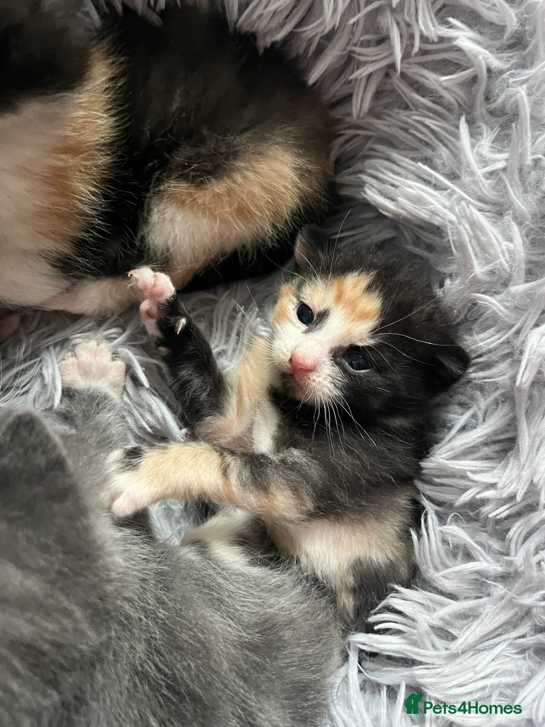 Russian Blue cats for sale: russian blue x domestic shorthair  - Advert 11