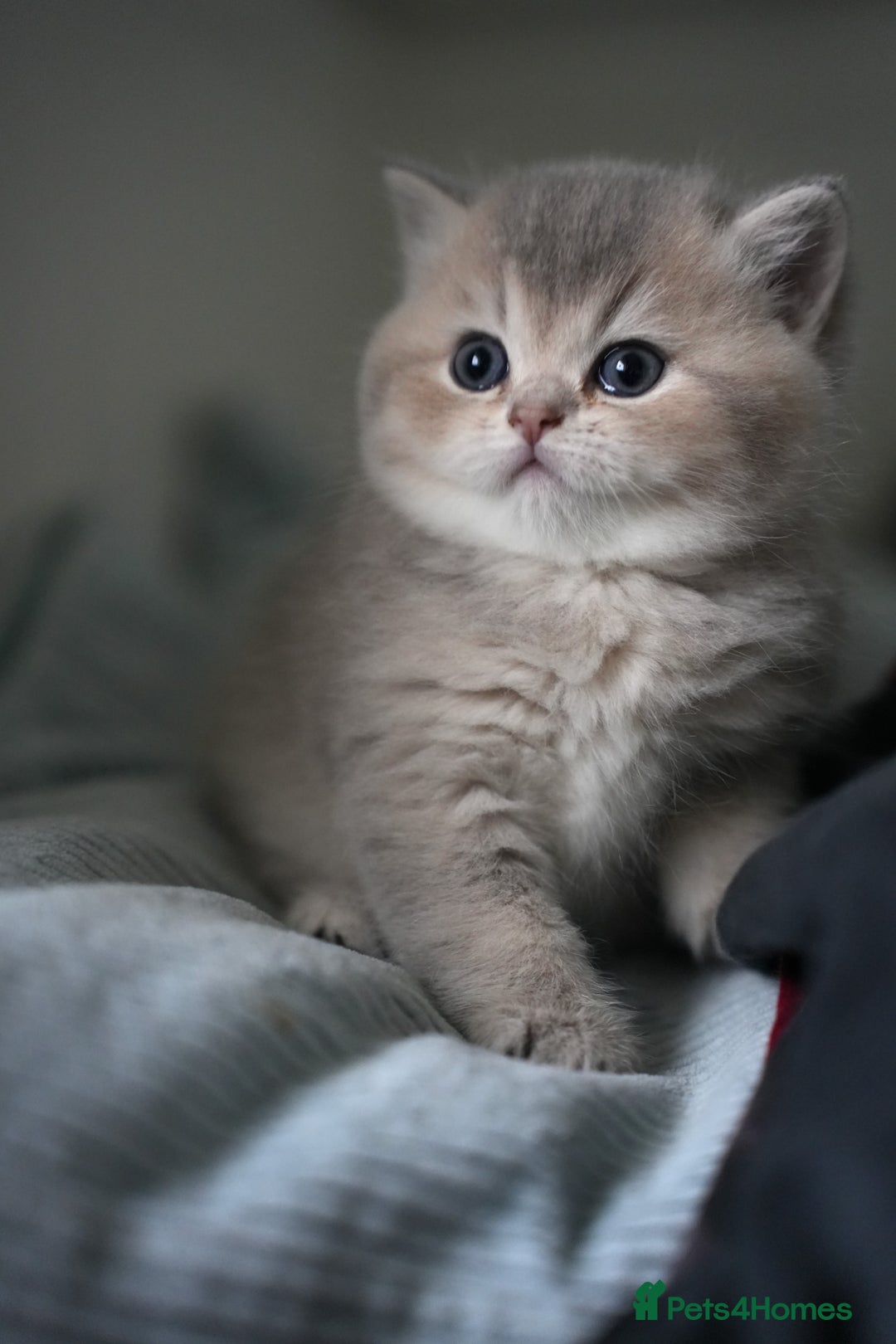 Scottish Fold cats for sale: Scottish fold/straight  - Advert 8