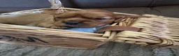 Cavalier King Charles Spaniel dogs for sale: Beautiful Cavalier King Charles Spaniel Puppies 🐶 - Advert 22