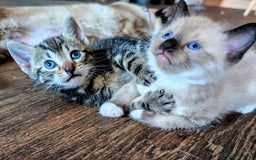 Mixed Breed cats for sale: 4 beautiful kittens looking for their forever home - Image 2