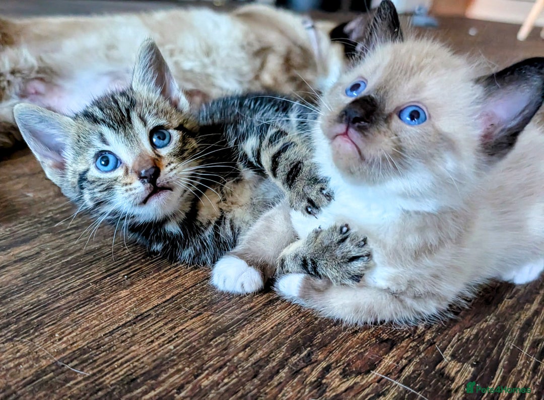 Mixed Breed cats for sale: 4 beautiful kittens looking for their forever home - Image 2