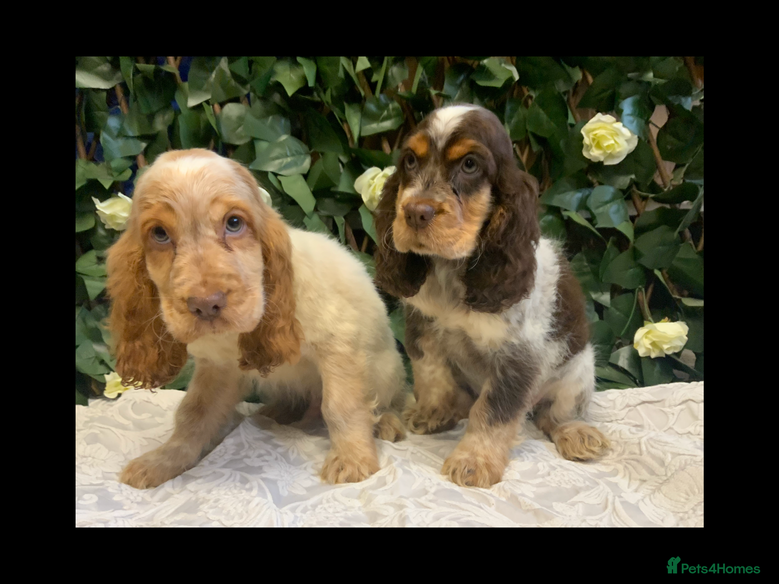 Cocker Spaniel dogs Show cocker spaniels  - Advert 16