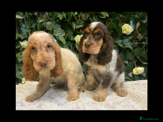 Cocker Spaniel dogs Show cocker spaniels - Advert 7