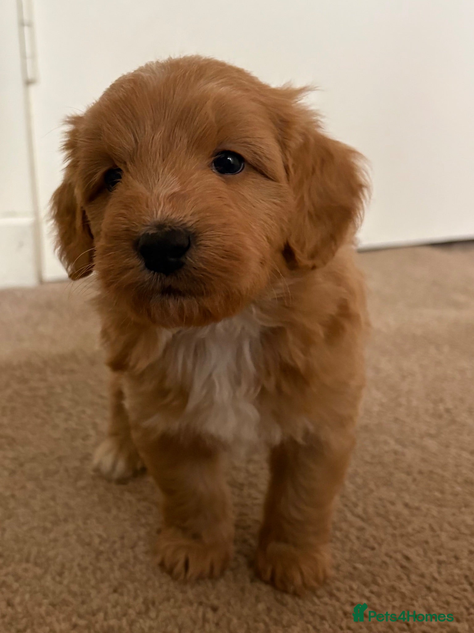 Mixed Breed dogs 🐾🤎 SHIH TZU × TOY POODLE CROSS PUPPIES 🤎🐾 - Advert 8
