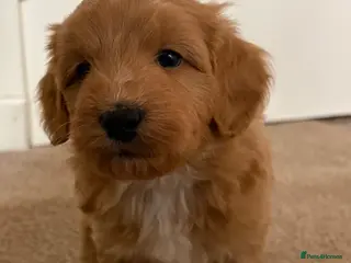Mixed Breed dogs ONLY 1 LEFT! SHIH TZU × TOY POODLE CROSS PUPPIES - Advert 6