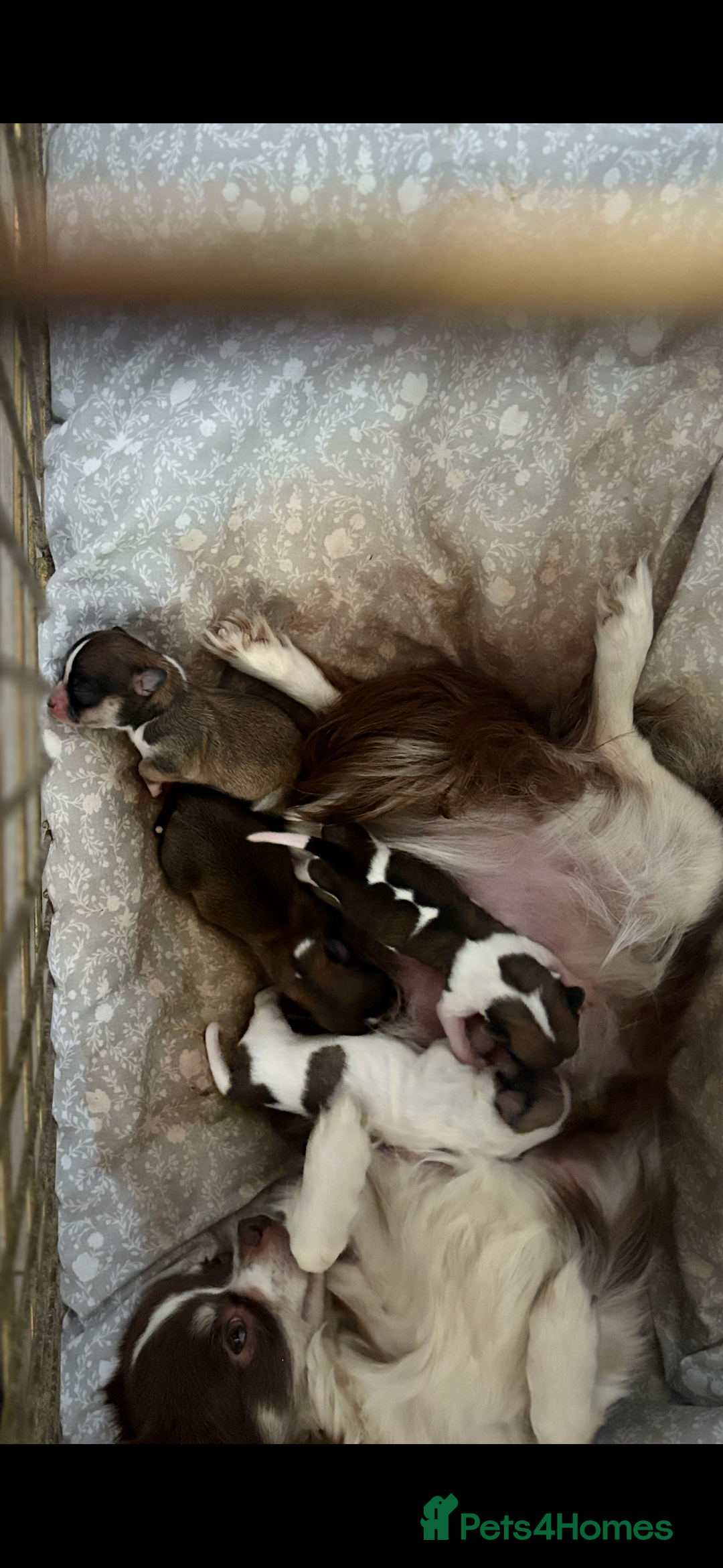 Chihuahua dogs for sale: Last tiny chihuahua boy - Image 4