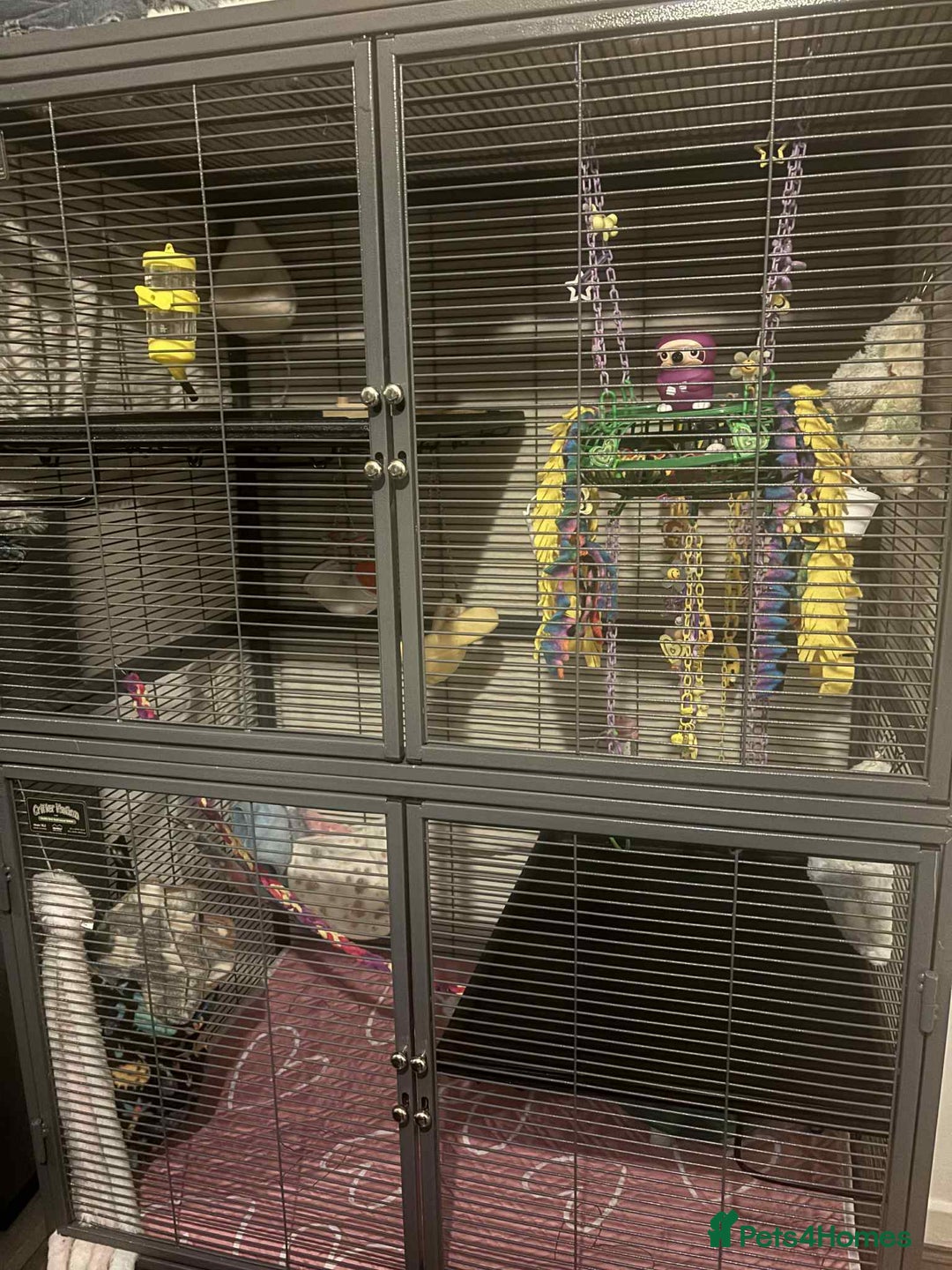 Sugar Glider rodents for sale: Male rare Ruby leu and female white face  - Advert 5