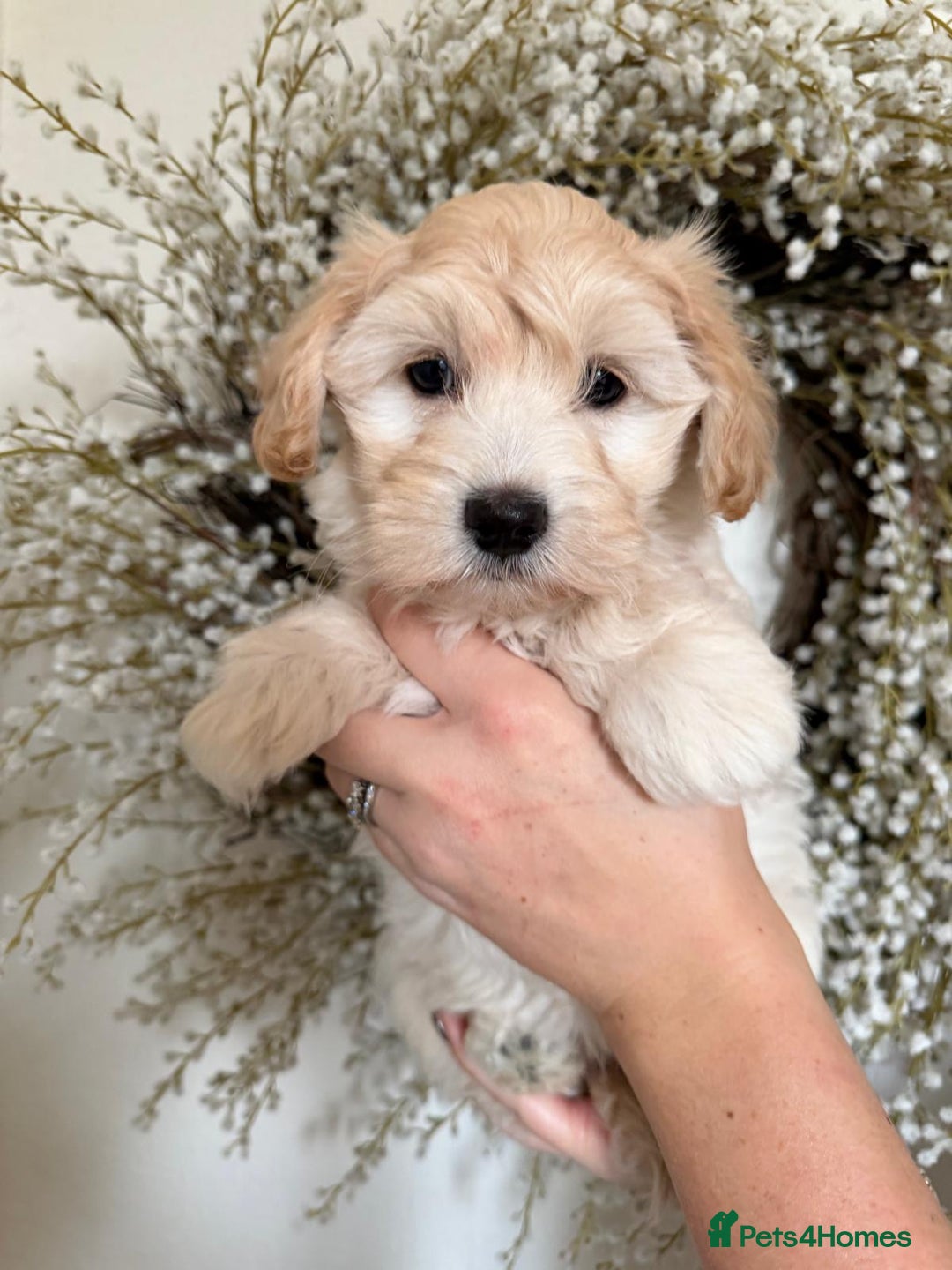 Maltipoo dogs for sale: Adorable Apricot F1 Korean Maltipoo - Advert 3