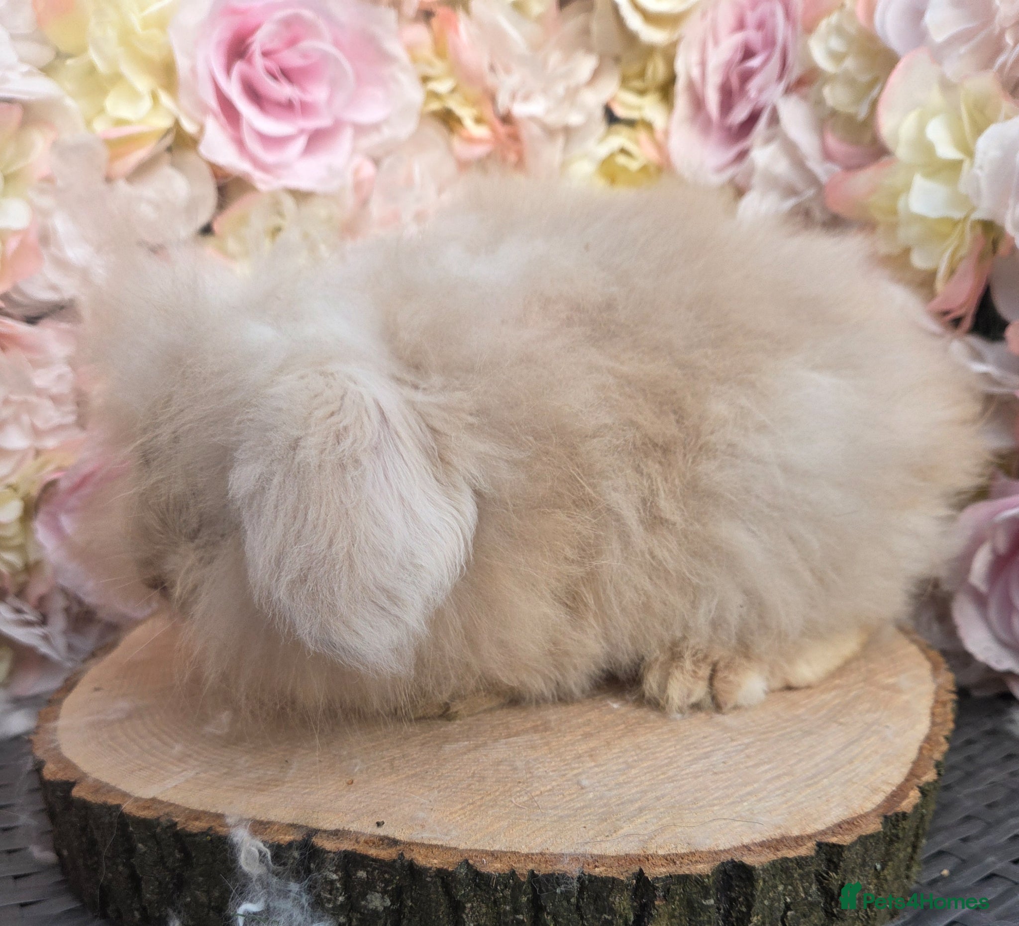 Angora rabbits Teddywidders - Advert 6
