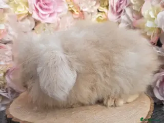 Angora rabbits Teddywidders - Advert 6